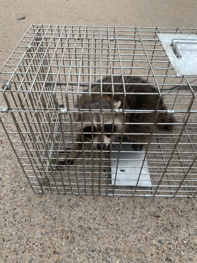 Wildlife Control Rochester hills