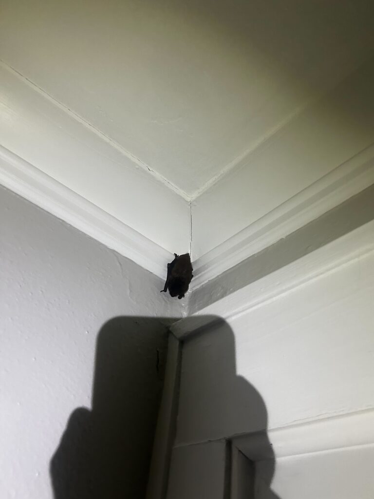 Wildlife Control Rochester hills